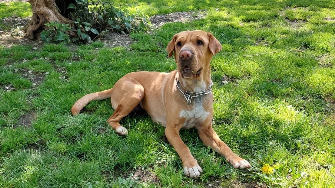 Shar Pei Mix Mia photo 2