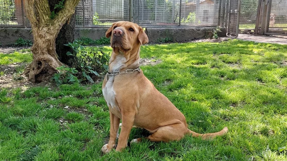 Shar Pei Mix Mia photo 3