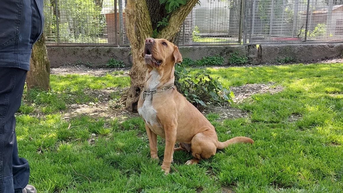 Shar Pei Mix Mia photo 5