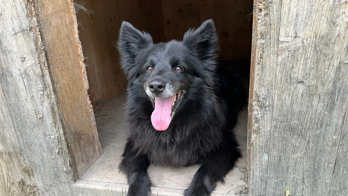 Spitzmix Charly photo 2