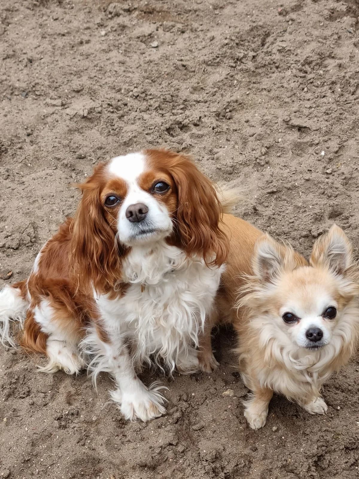 Peggy (samen met Tomy)