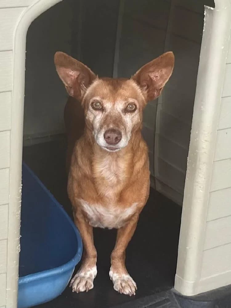 REBECA 19304 photo 7