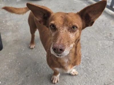 REBECA 19304 photo 8