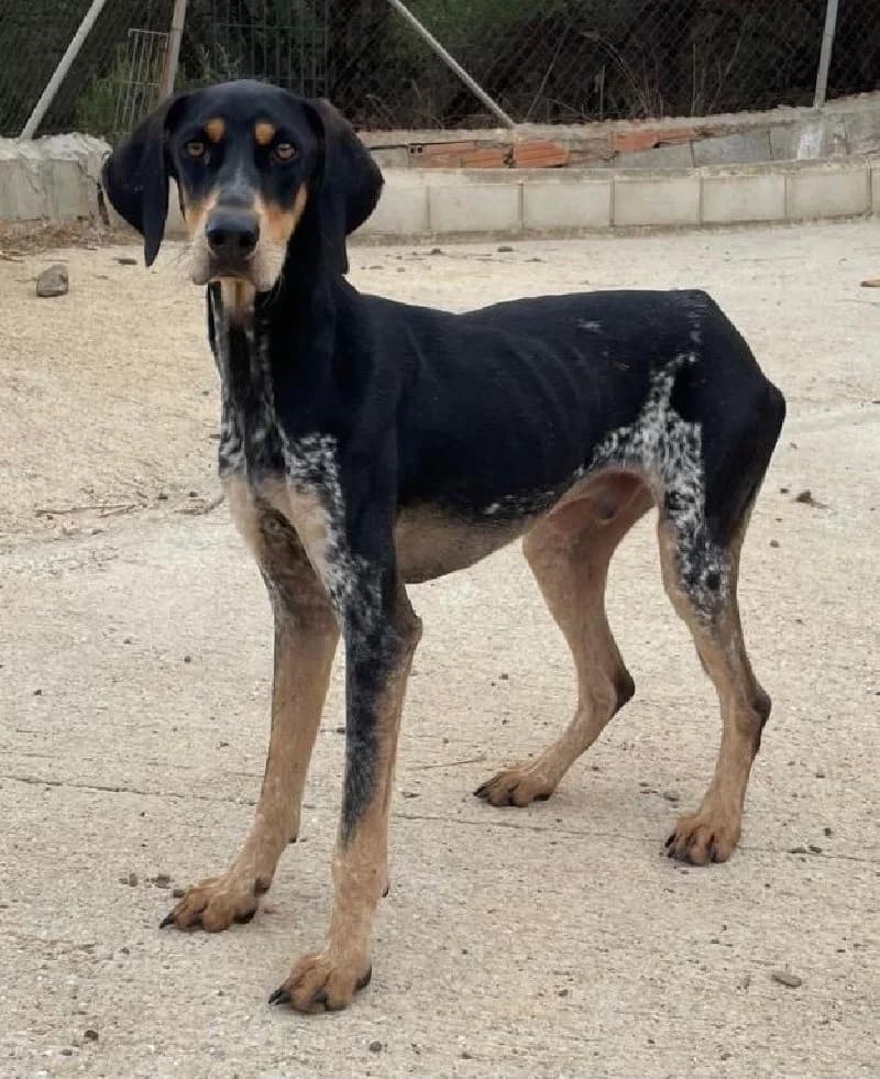 TAYSON 21653 photo 8