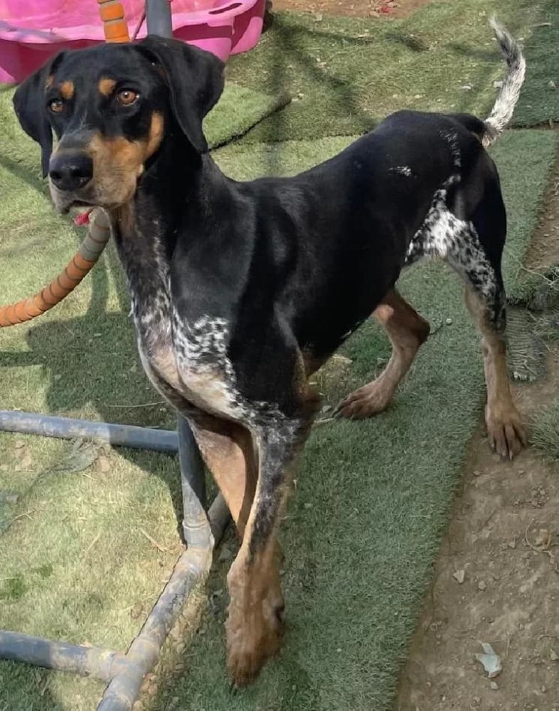 TAYSON 21653 photo 3