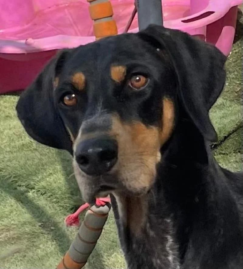 TAYSON 21653 photo 4