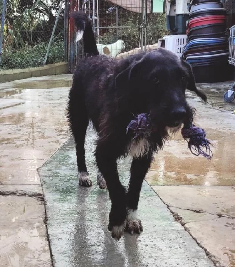 SUPERMAN 22194 photo 5