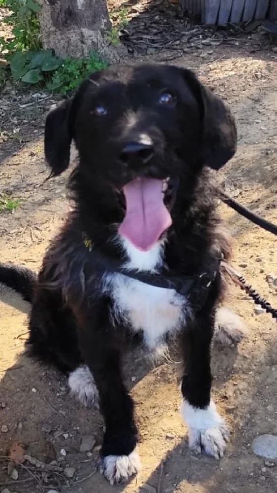 SUPERMAN 22194 photo 6