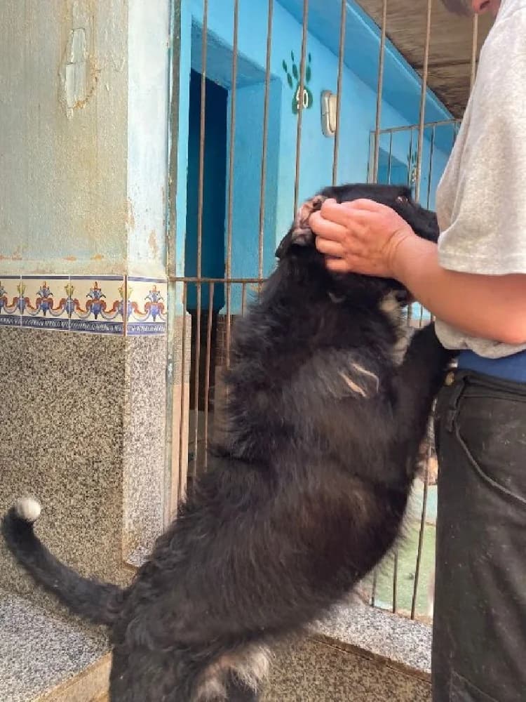 SUPERMAN 22194 photo 8