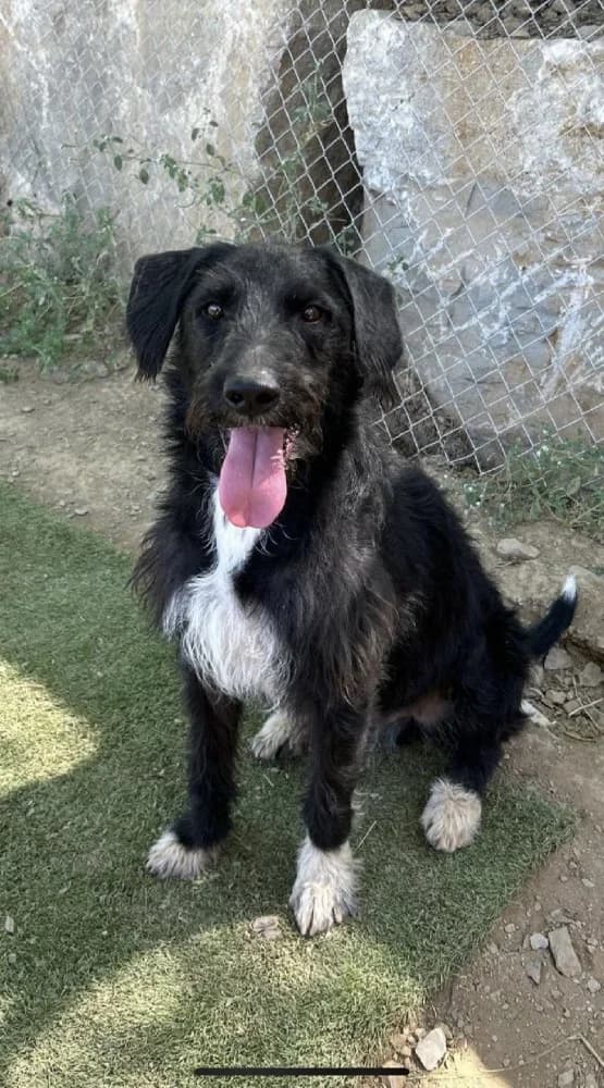 SUPERMAN 22194 photo 2