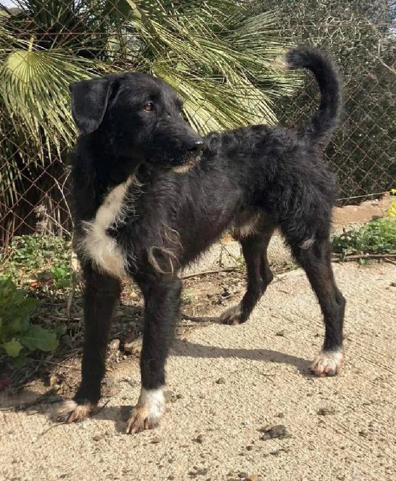 SUPERMAN 22194 photo 3