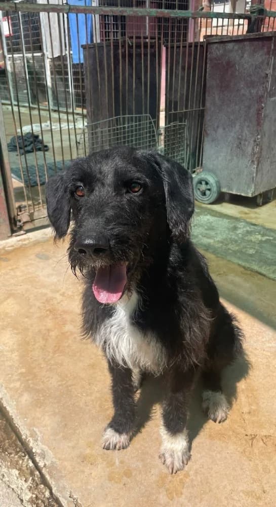 SUPERMAN 22194 photo 4