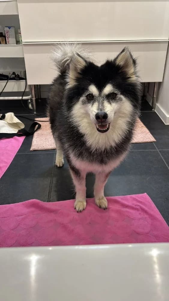 PERNOD 22583 photo 2