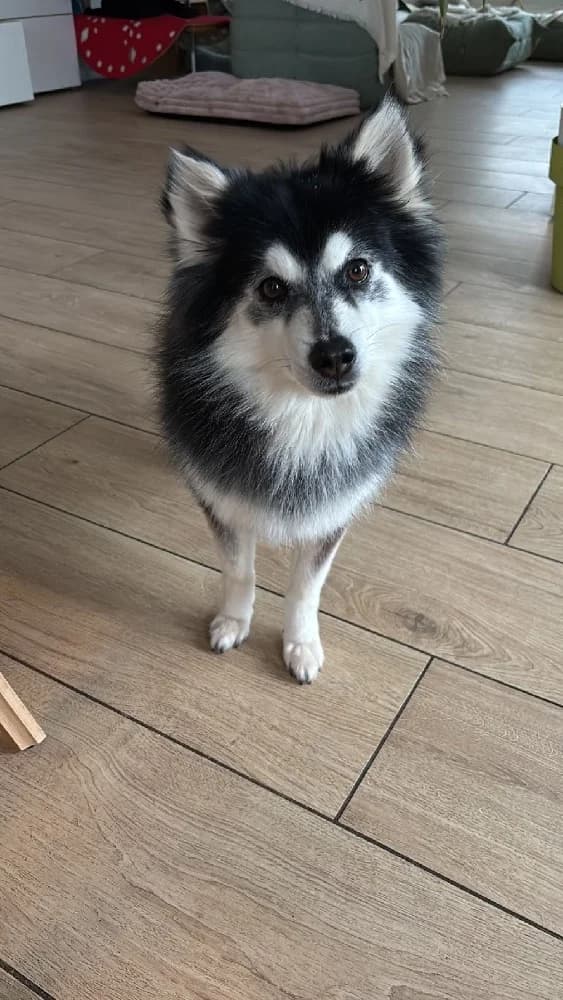 PERNOD 22583 photo 3