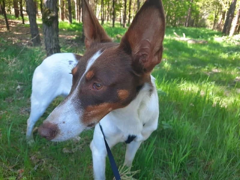 RAFAELLA 22765 photo 7