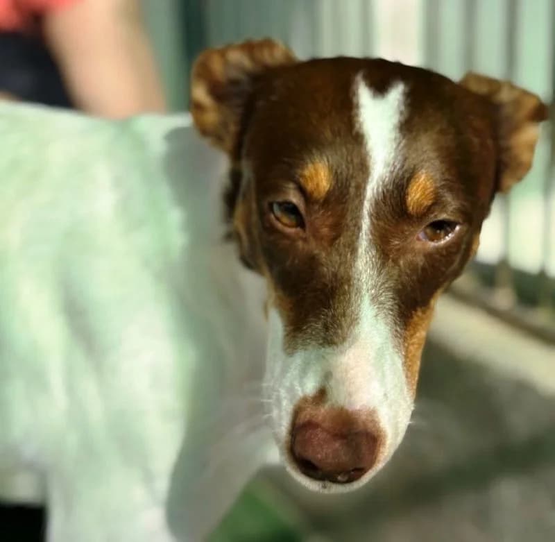 RAFAELLA 22765 photo 8