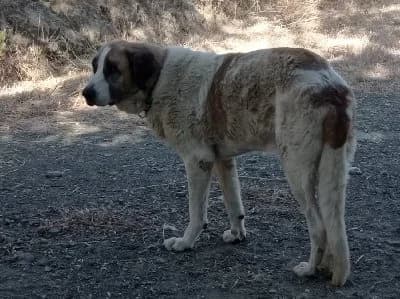 TARZAN 22894 photo 5