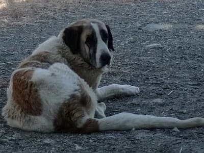 TARZAN 22894 photo 2