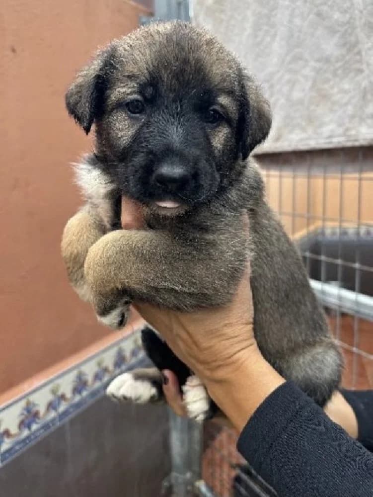 PEPITU 23257 photo 5