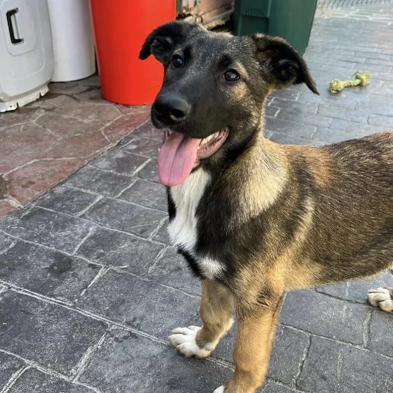 PEPITU 23257 photo 2