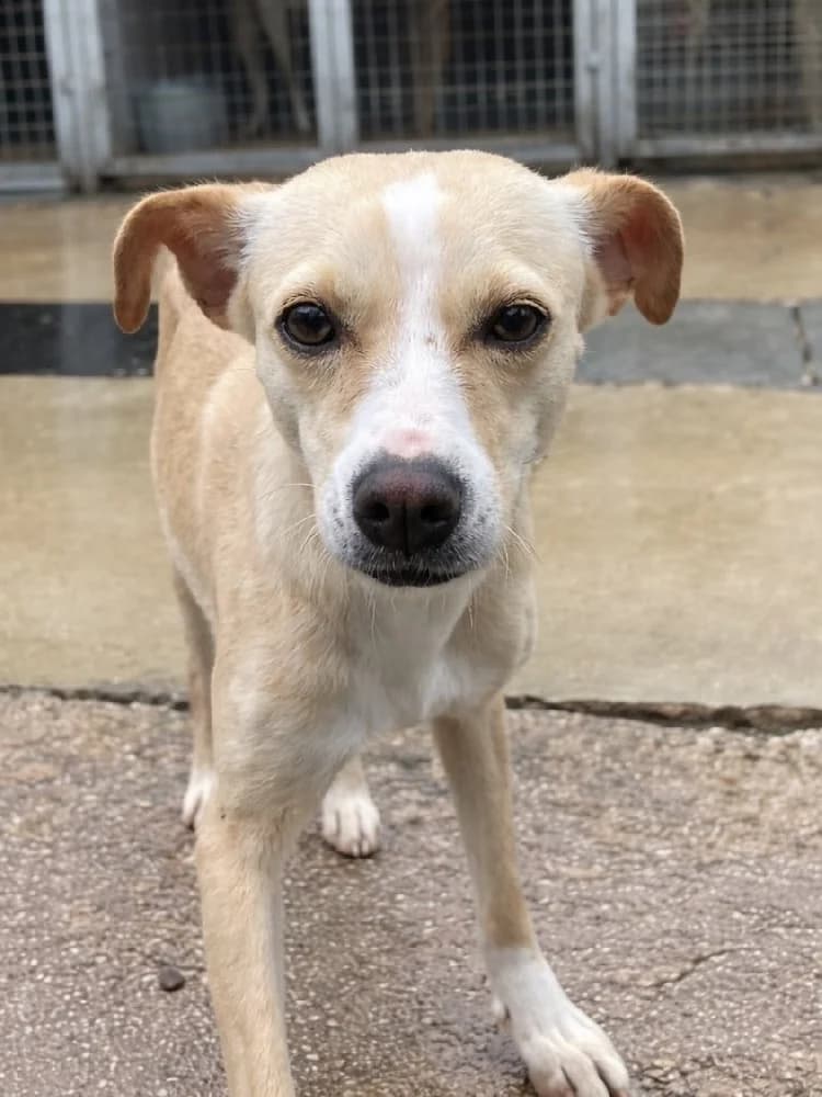 TANITA 23323 photo 5