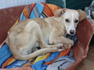 TANITA 23323 photo 7