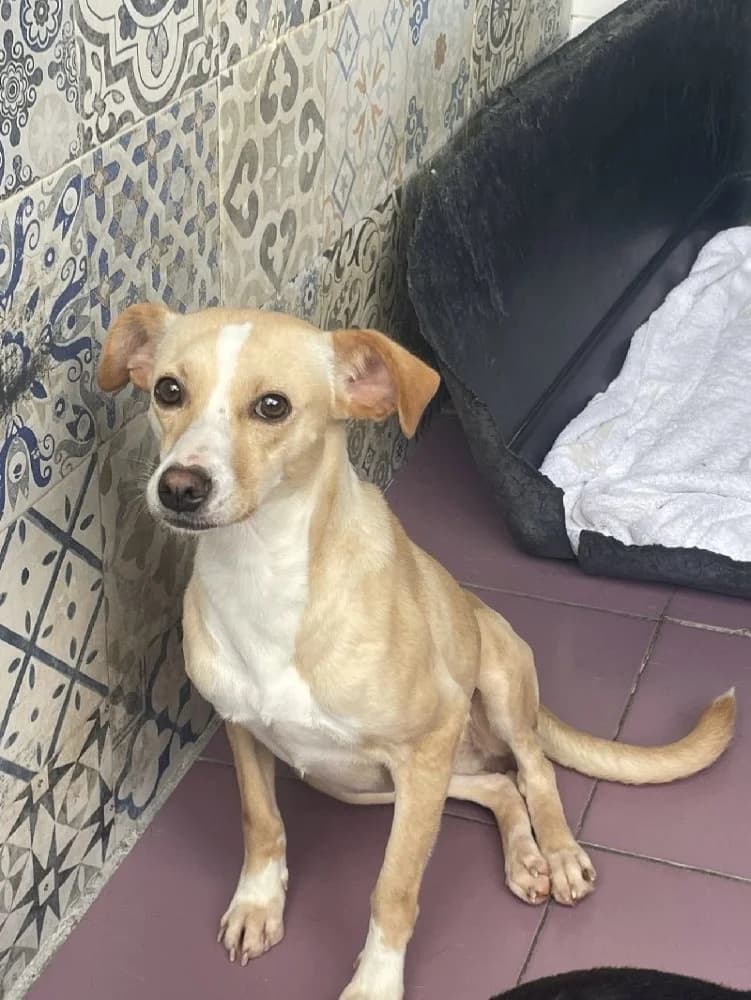 TANITA 23323 photo 2