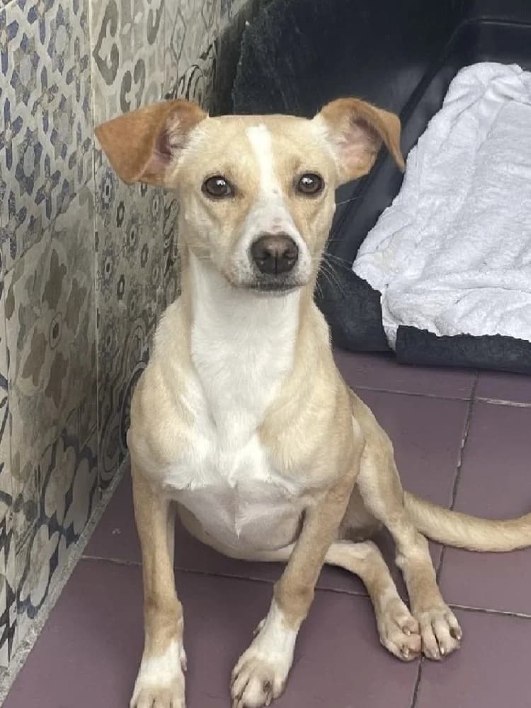 TANITA 23323 photo 4