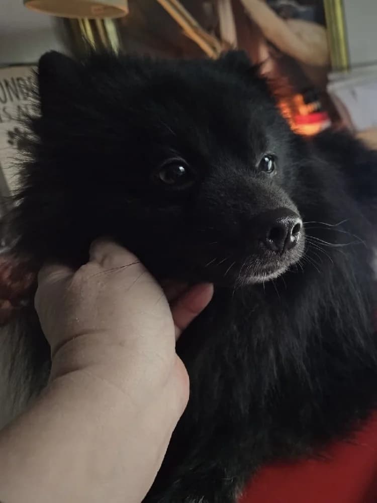 SKIPPY 23412 photo 7