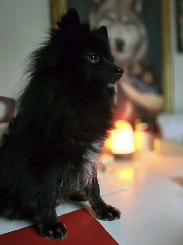 SKIPPY 23412 photo 8