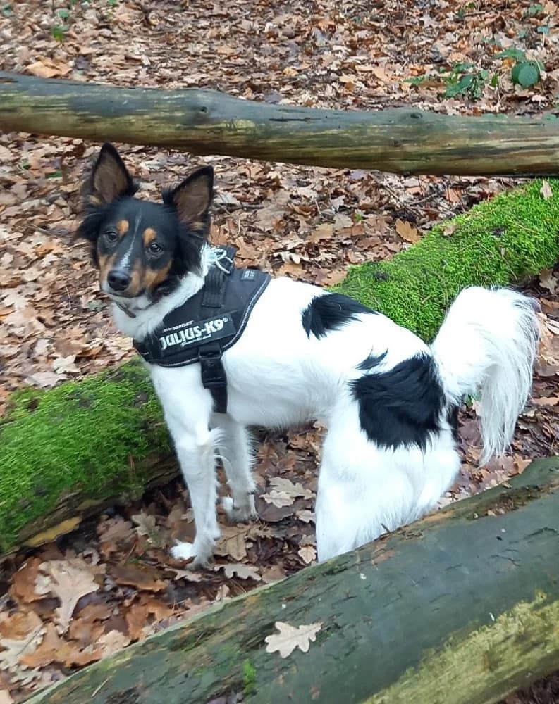 RINTINTIN 23641 photo 2