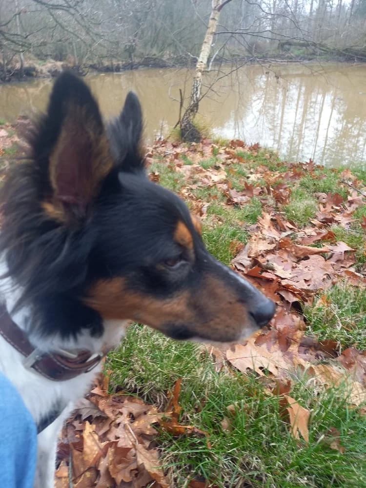 RINTINTIN 23641 photo 3