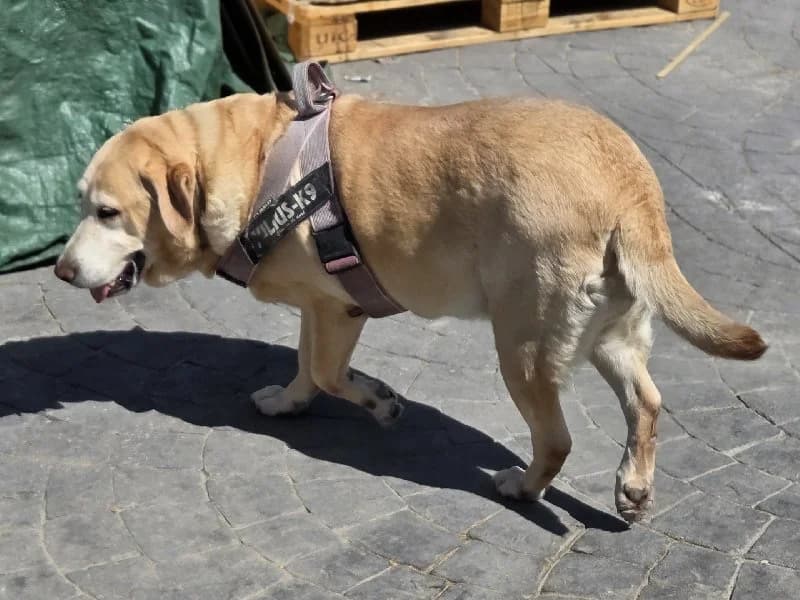 SELENA 23792 photo 7