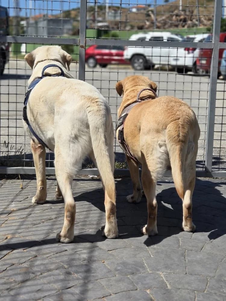 SELENA 23792 photo 8