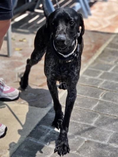 Snickers 23822 photo 2