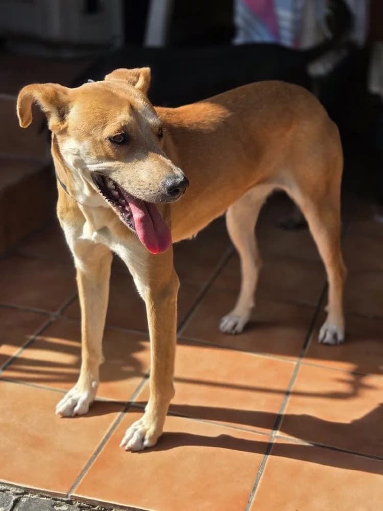 TORMENTA 23823 photo 5