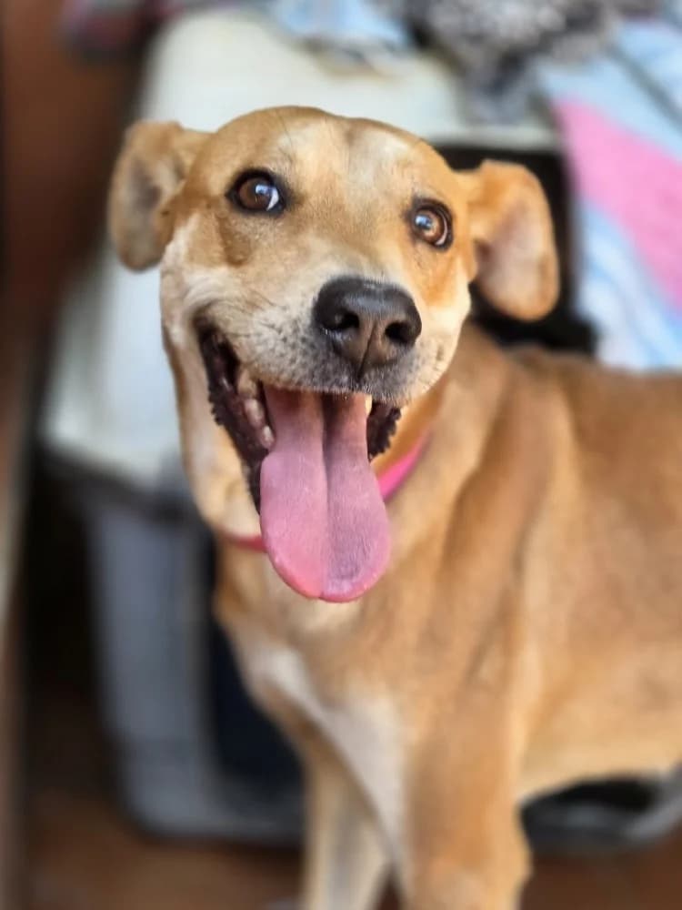 TORMENTA 23823 photo 2