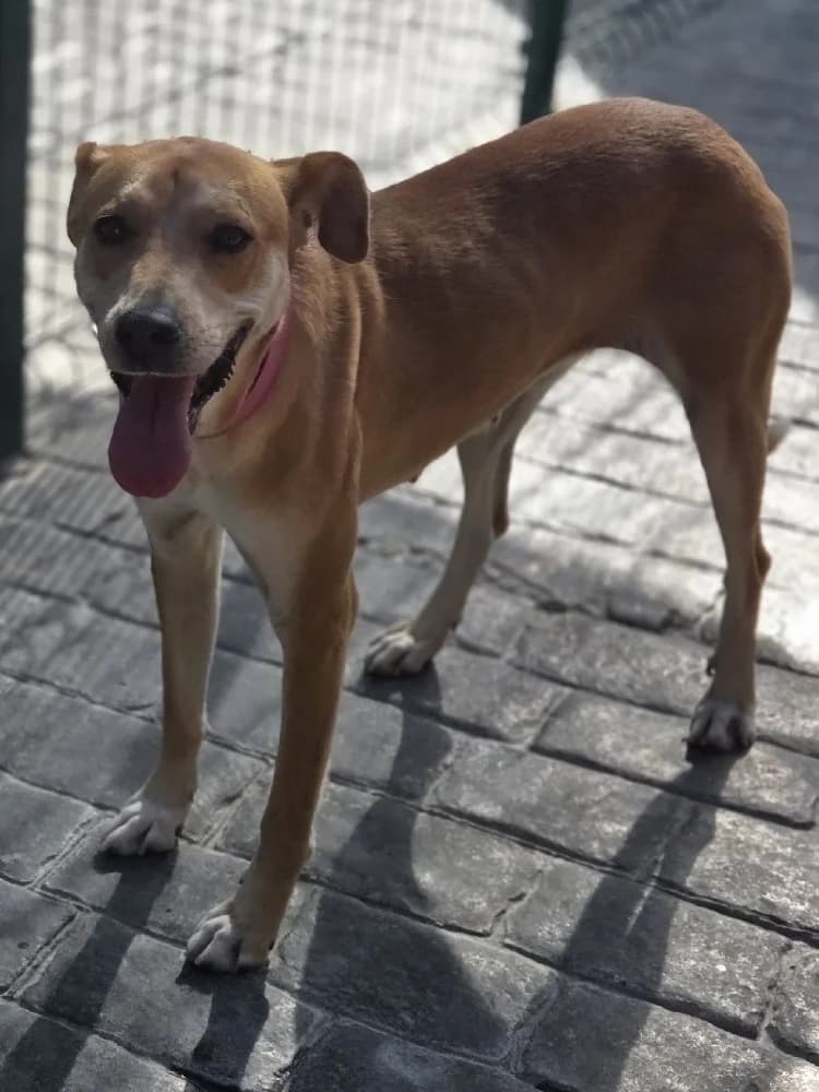 TORMENTA 23823 photo 3