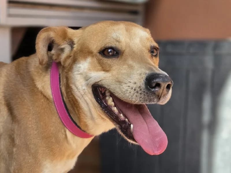 TORMENTA 23823 photo 4