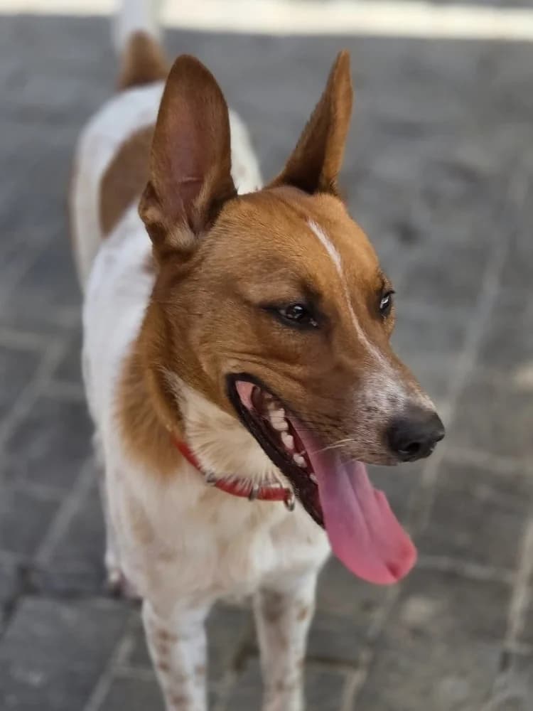 RHAEGAL 23914 photo 6