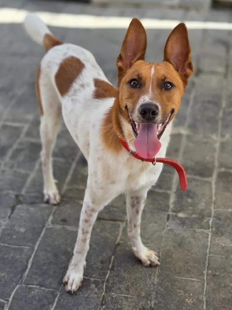 RHAEGAL 23914 photo 4