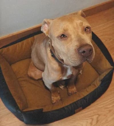 ROBINE 24133 photo 4