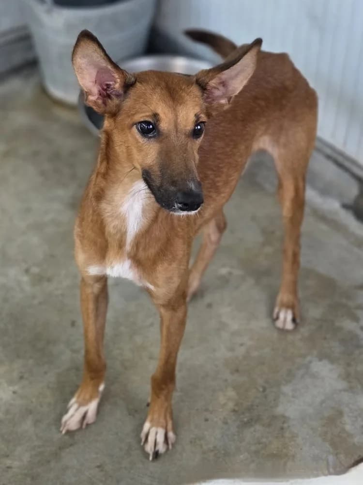 QUINTEN 24180 photo 5