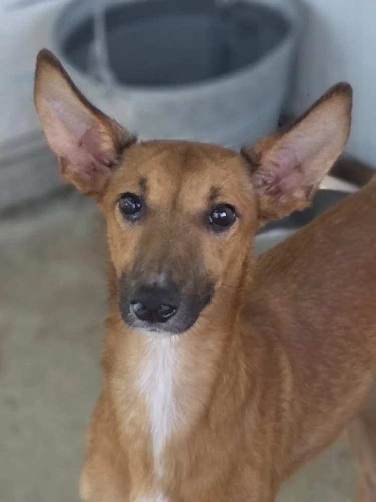 QUINTEN 24180 photo 3