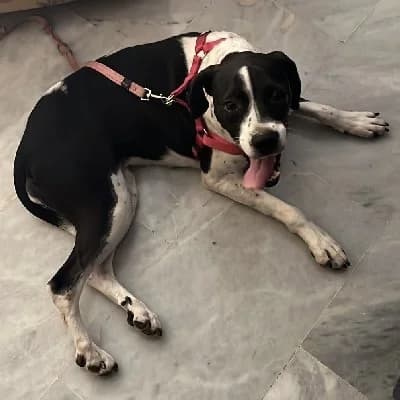 SORAYA 24193 photo 5