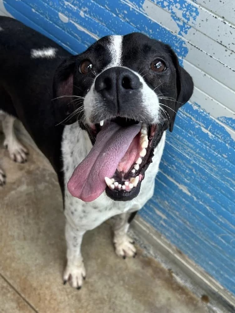 SORAYA 24193 photo 2