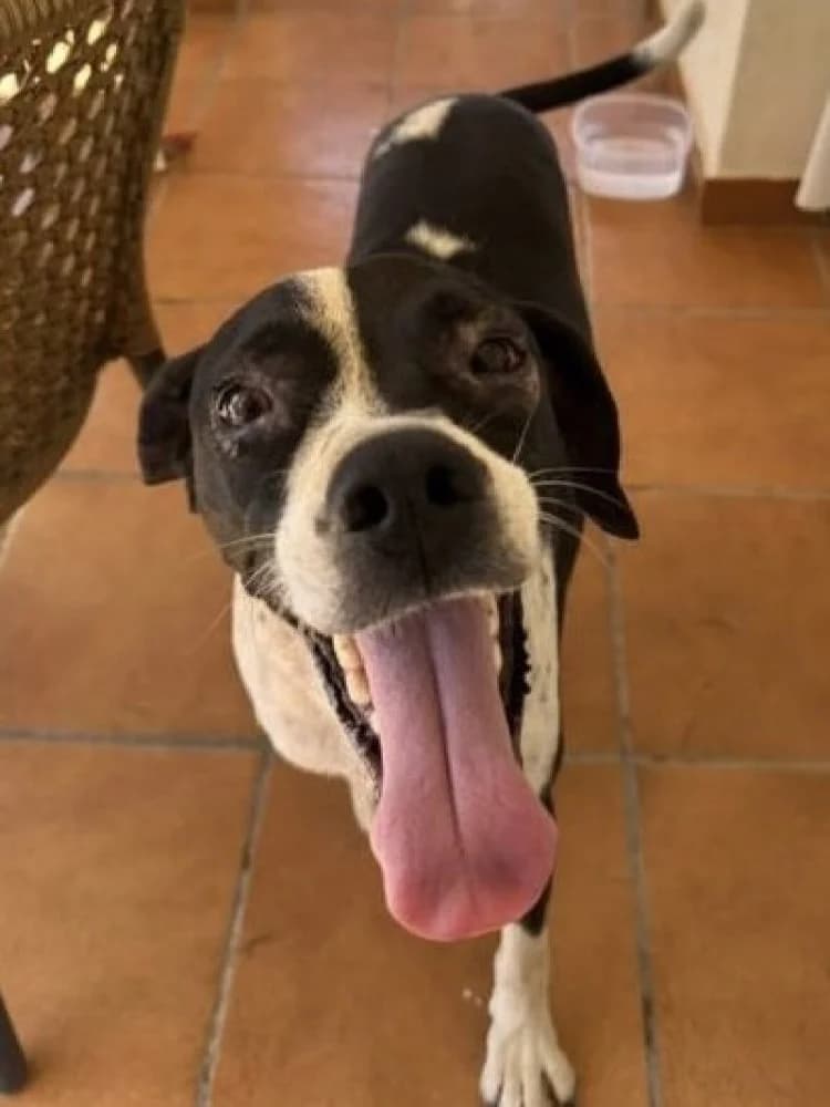 SORAYA 24193 photo 4