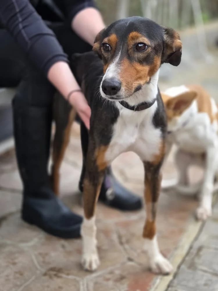 PANINI 24245 photo 4