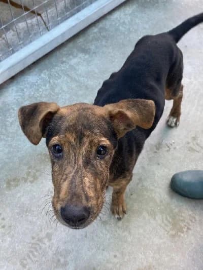 RONALDINHO 24268 photo 5