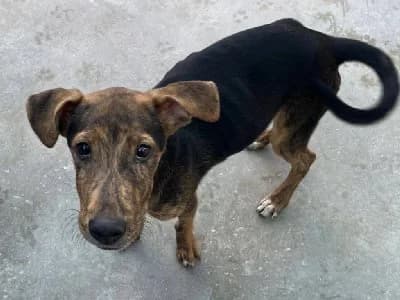 RONALDINHO 24268 photo 7